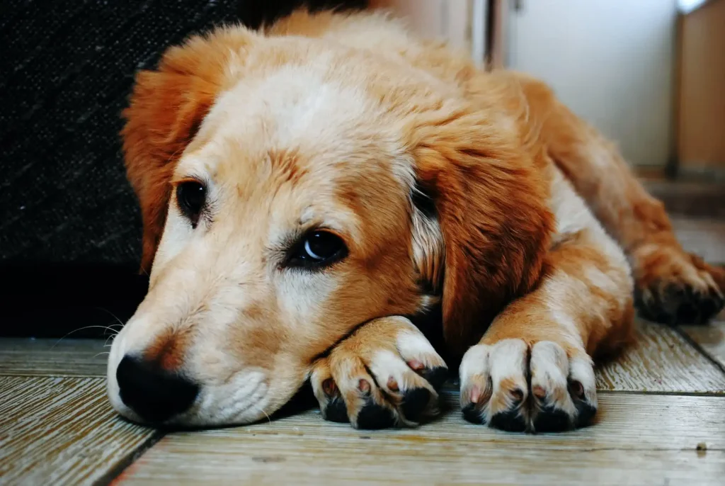 What Is Pet Aquamation and How Can Web Design Help Educate Pet Owners